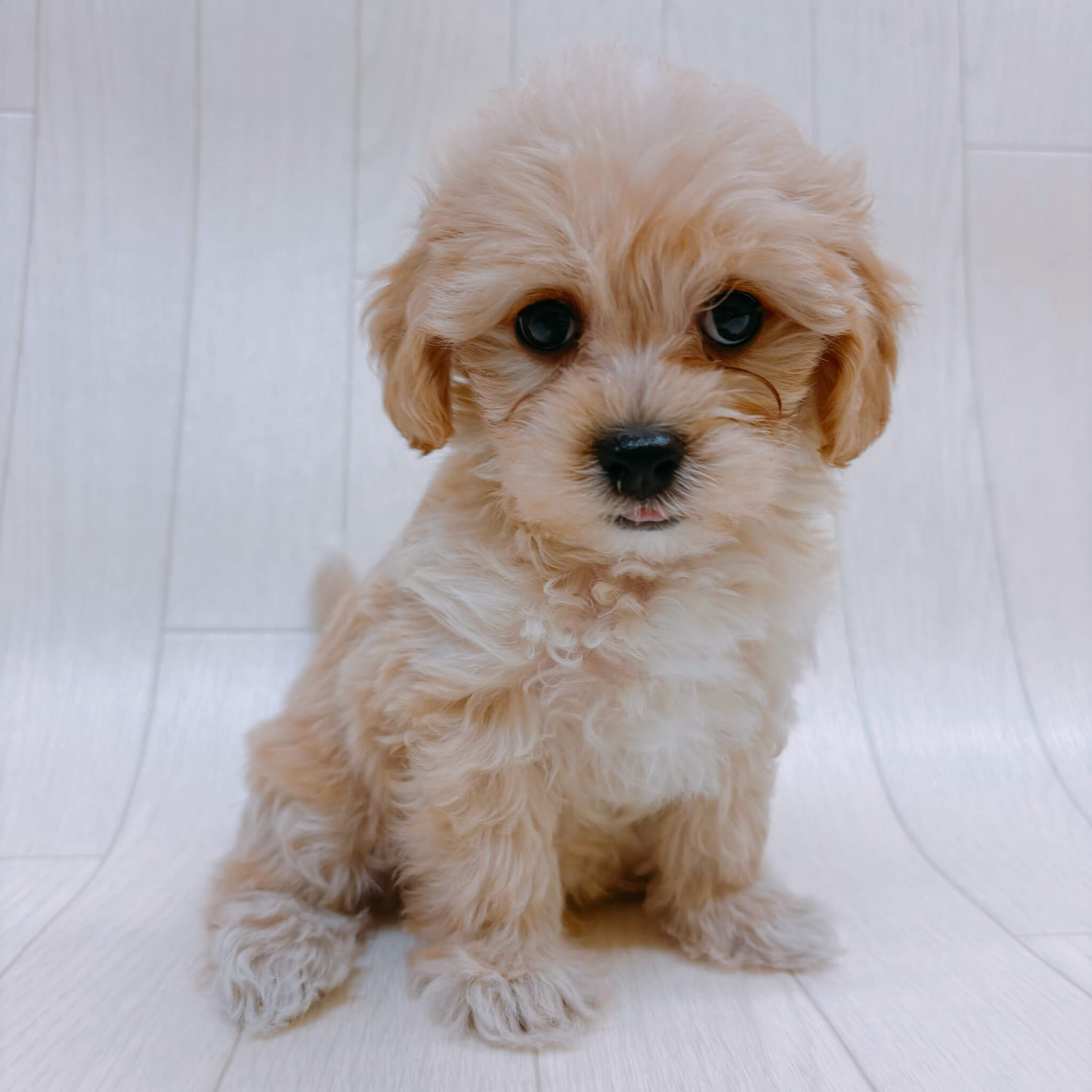 ハーフ犬（マルチーズ×トイプードル）
