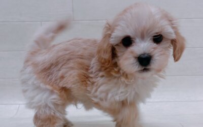 ハーフ犬（マルチーズ×トイプードル）
