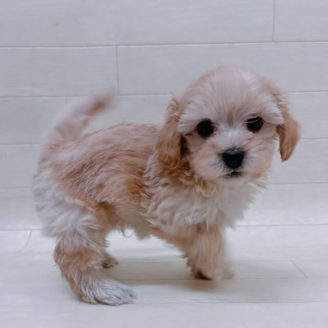 ハーフ犬（マルチーズ×トイプードル）