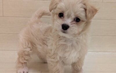 ハーフ犬（チワワ×マルチーズ）