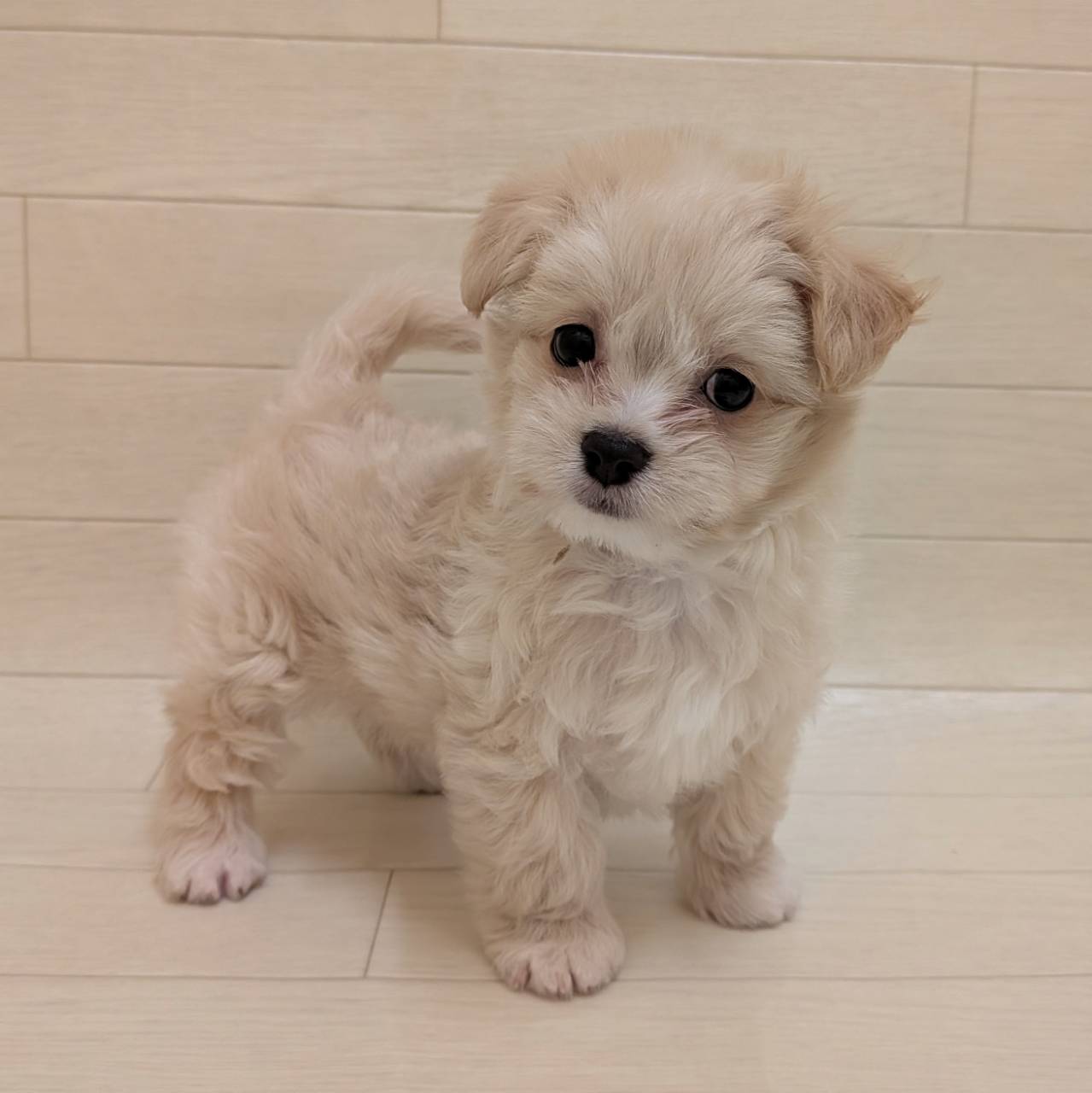 ハーフ犬（チワワ×マルチーズ）