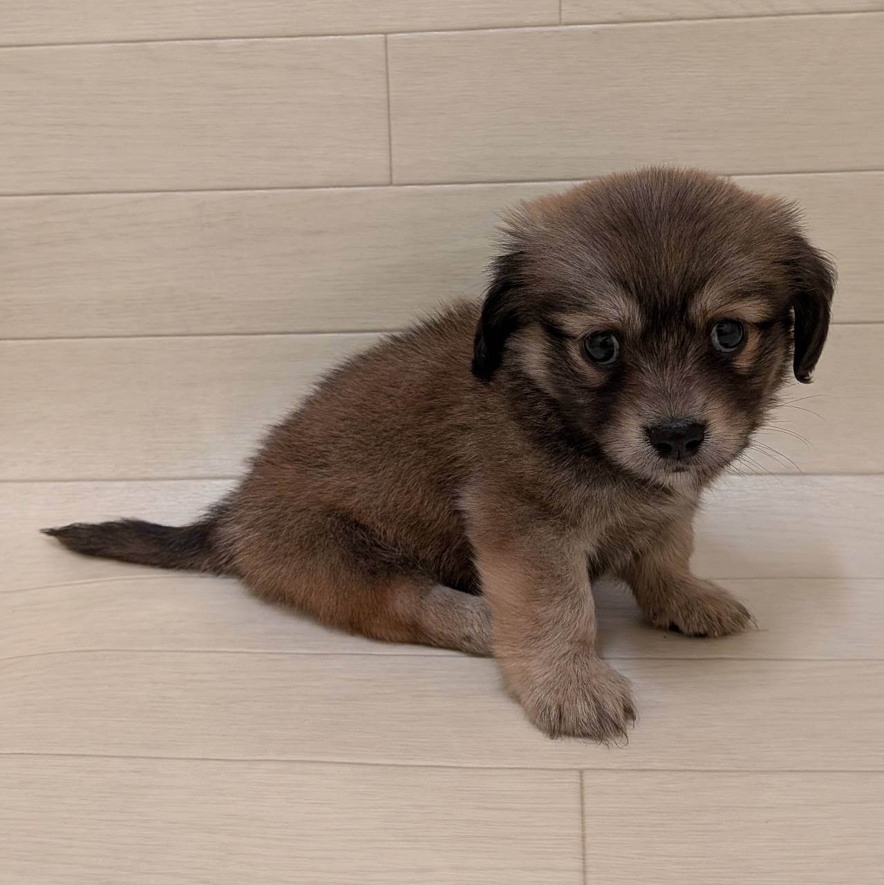 ハーフ犬（チワワ×ミニチュアダックスフンド）