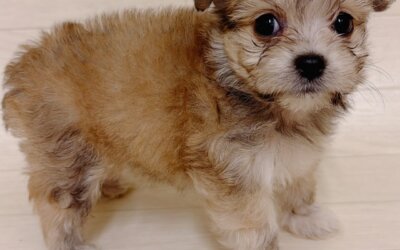 ハーフ犬（マルチーズ×チワワ）