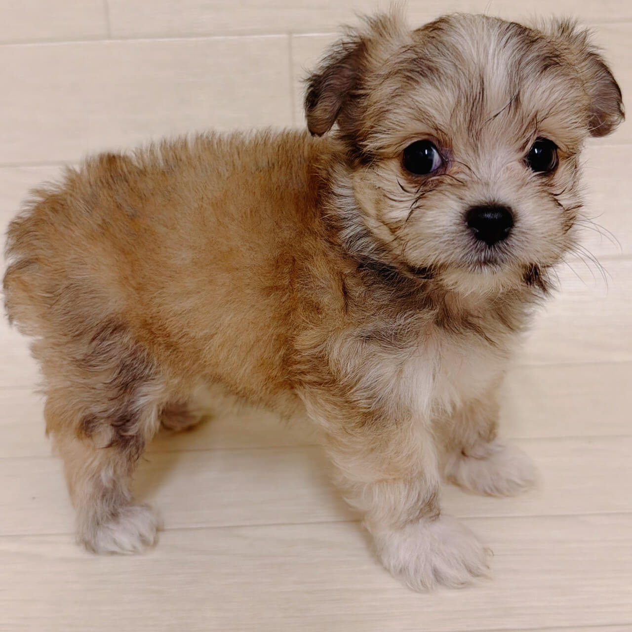 ハーフ犬（マルチーズ×チワワ）
