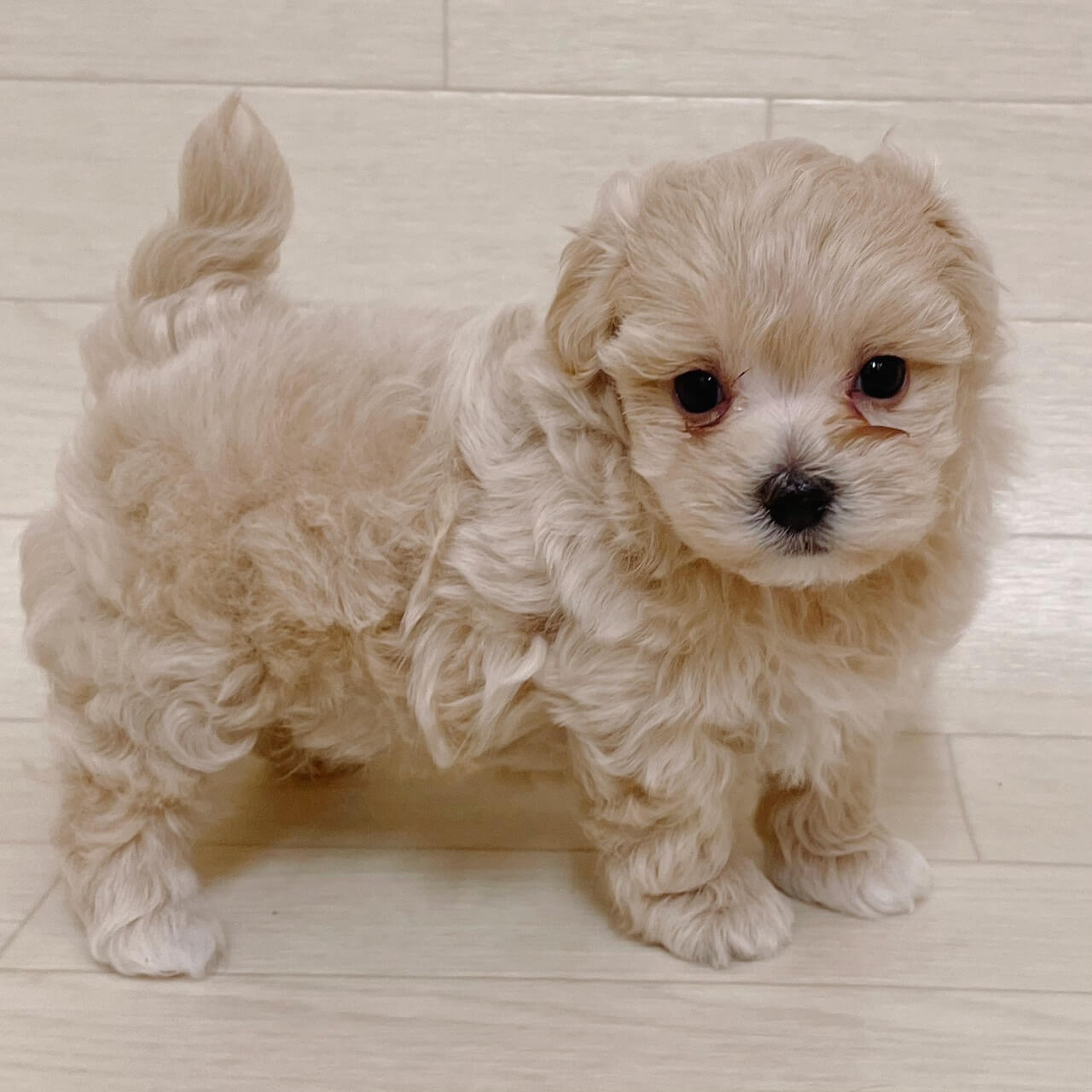 ハーフ犬（トイプードル×マルチーズ）