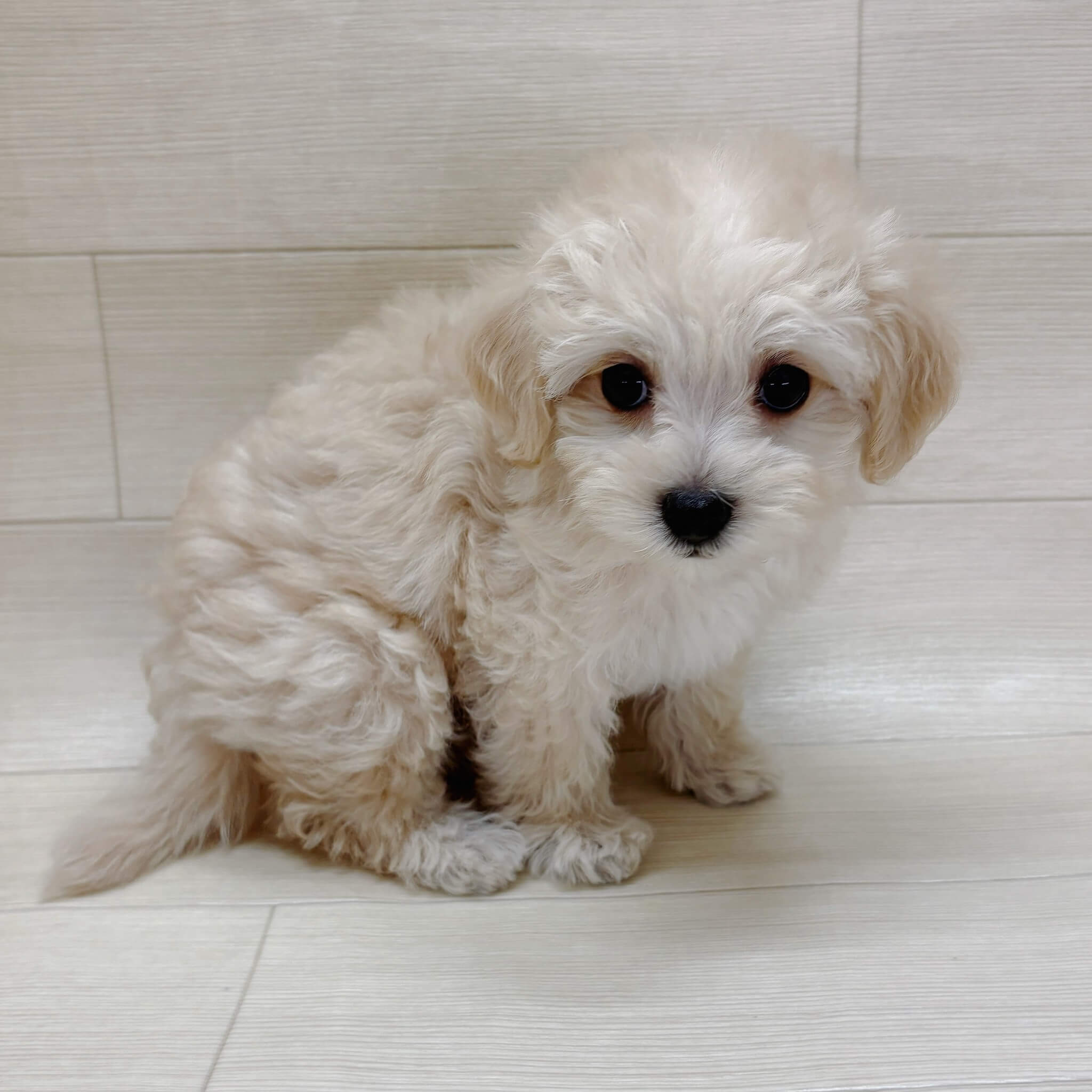 ハーフ犬（マルチーズ×トイプードル）