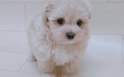ハーフ犬（トイプードル×マルチーズ）