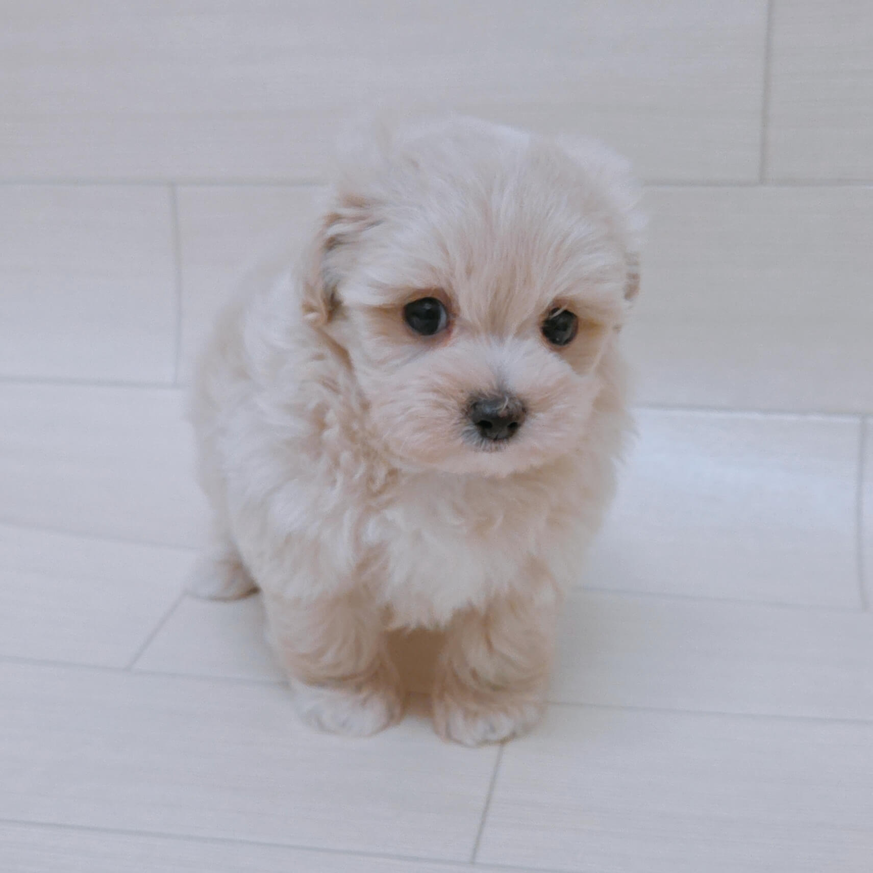 ハーフ犬（トイプードル×マルチーズ）