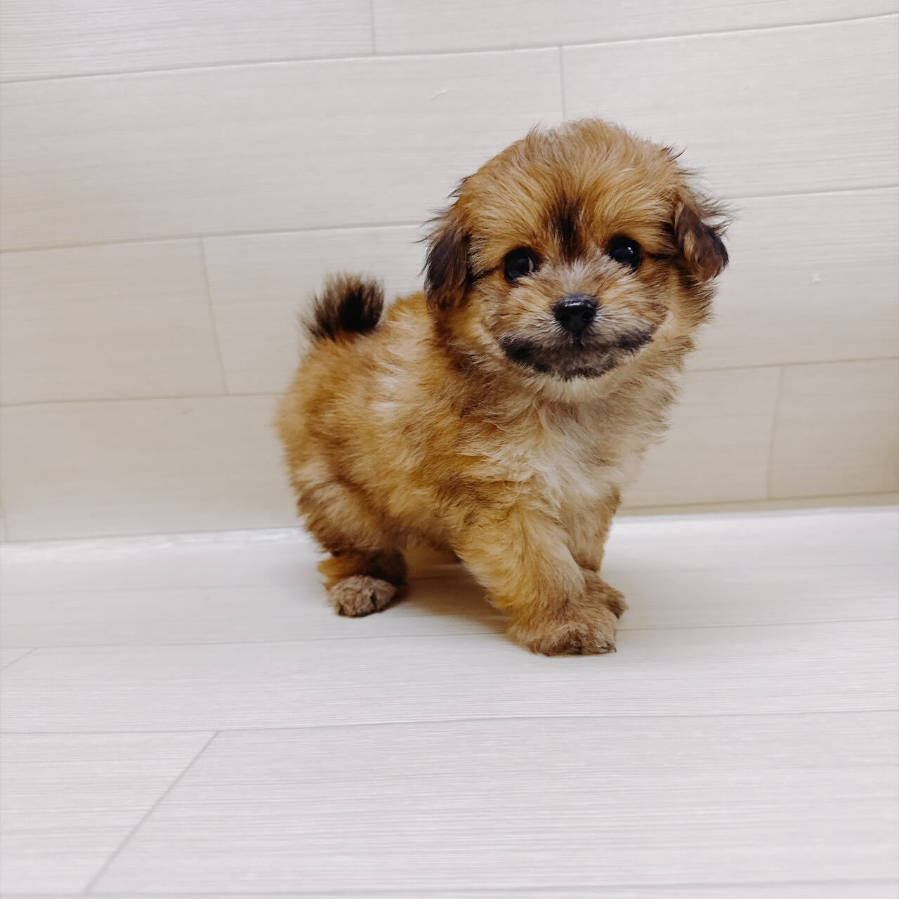 ハーフ犬（マルチーズ×ポメラニアン）