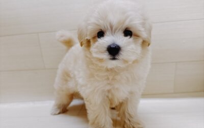 ハーフ犬（マルチーズ×トイプードル）