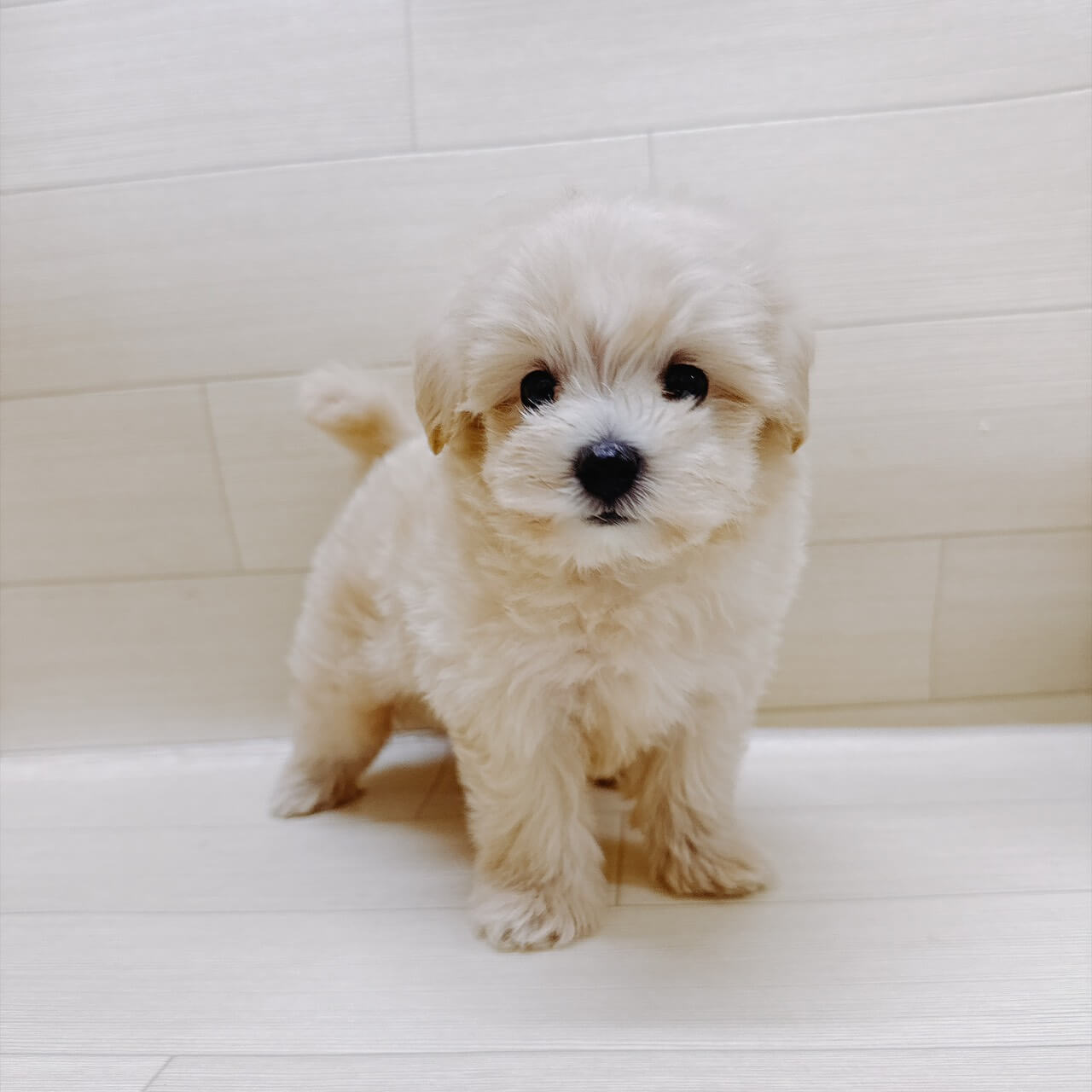 ハーフ犬（マルチーズ×トイプードル）