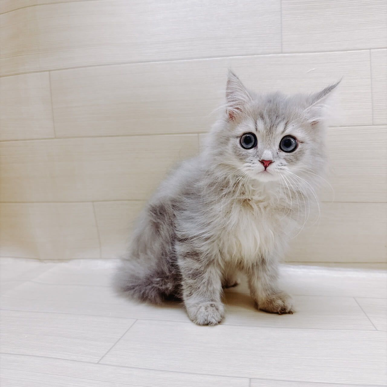 ペルシャ