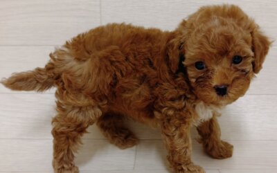 ハーフ犬（トイプードル×マルチーズ）