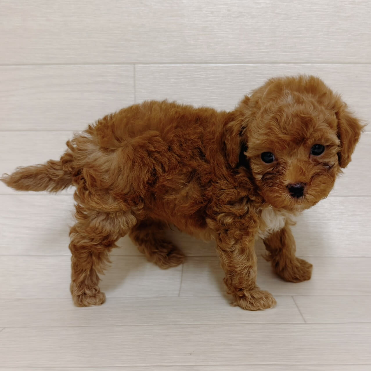 ハーフ犬（トイプードル×マルチーズ）