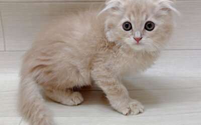 スコティッシュフォールド