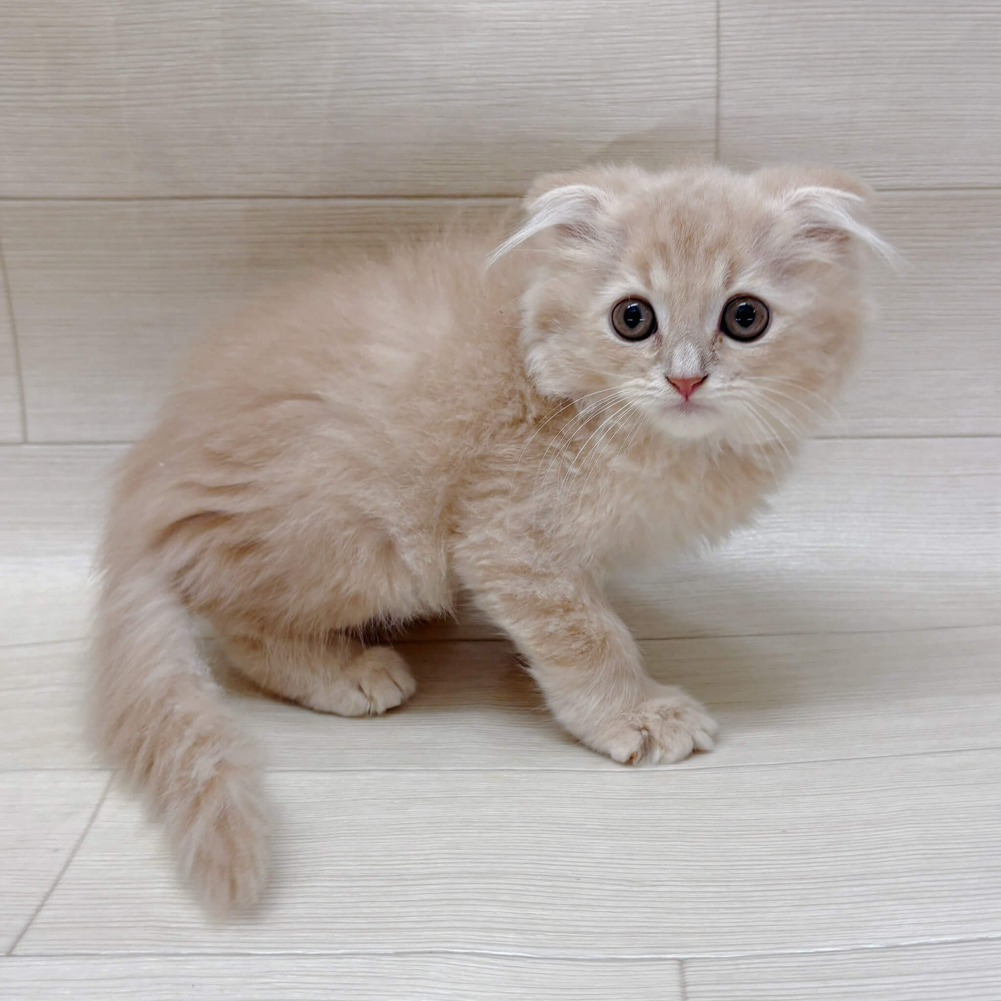スコティッシュフォールド