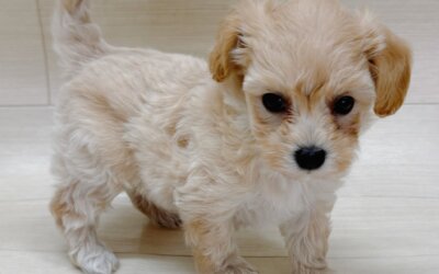 ハーフ犬（マルチーズ×トイプードル）