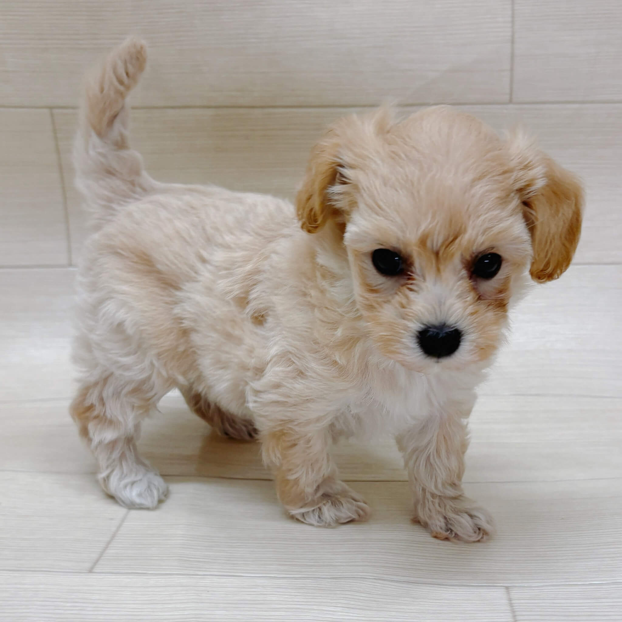 ハーフ犬（マルチーズ×トイプードル）