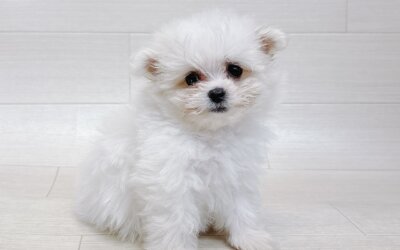 ハーフ犬（チワワ×マルチーズ）