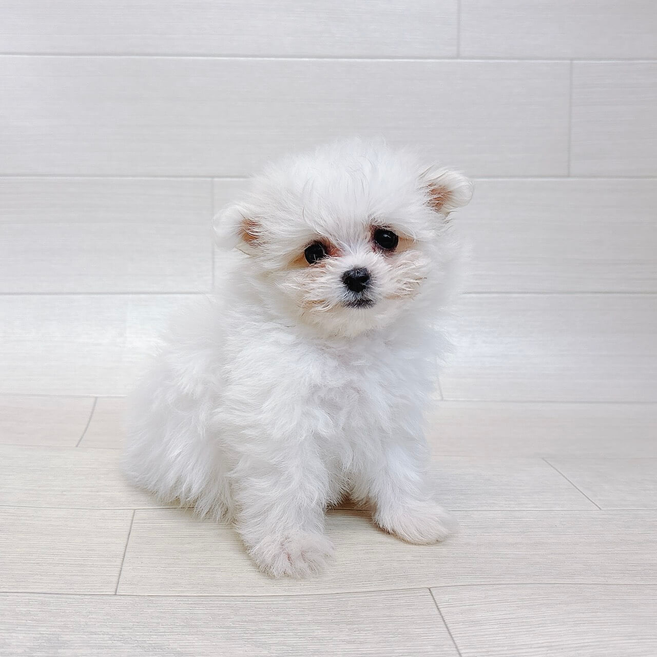 ハーフ犬（チワワ×マルチーズ）