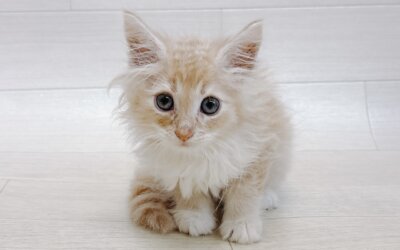 ノルウェージャンフォレストキャット