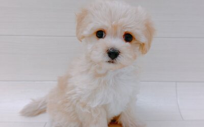 ハーフ犬（マルチーズ×トイプードル）