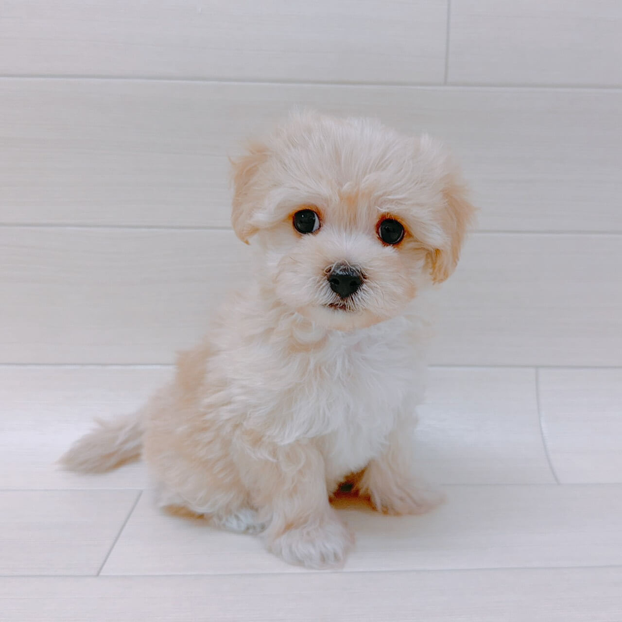 ハーフ犬（マルチーズ×トイプードル）