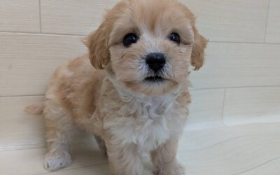 ハーフ犬（マルチーズ×トイプードル）