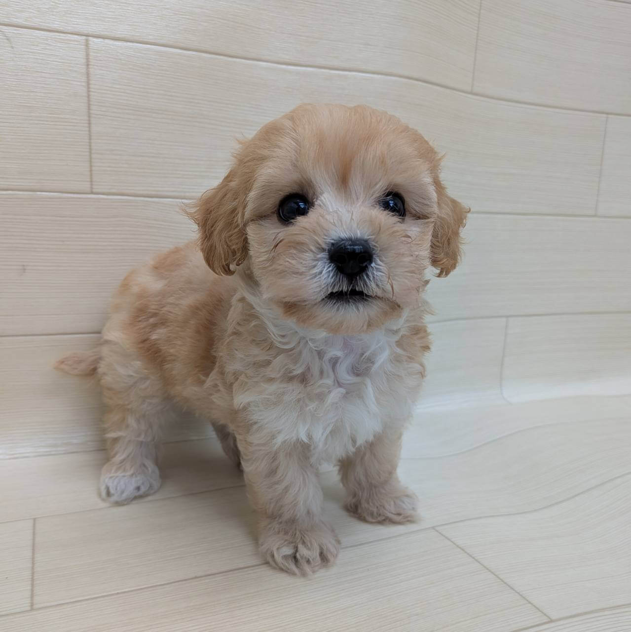 ハーフ犬（マルチーズ×トイプードル）