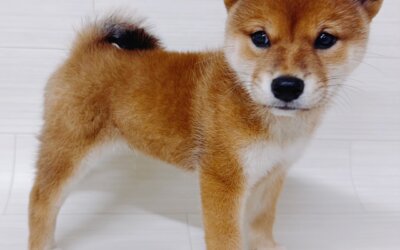 柴犬
