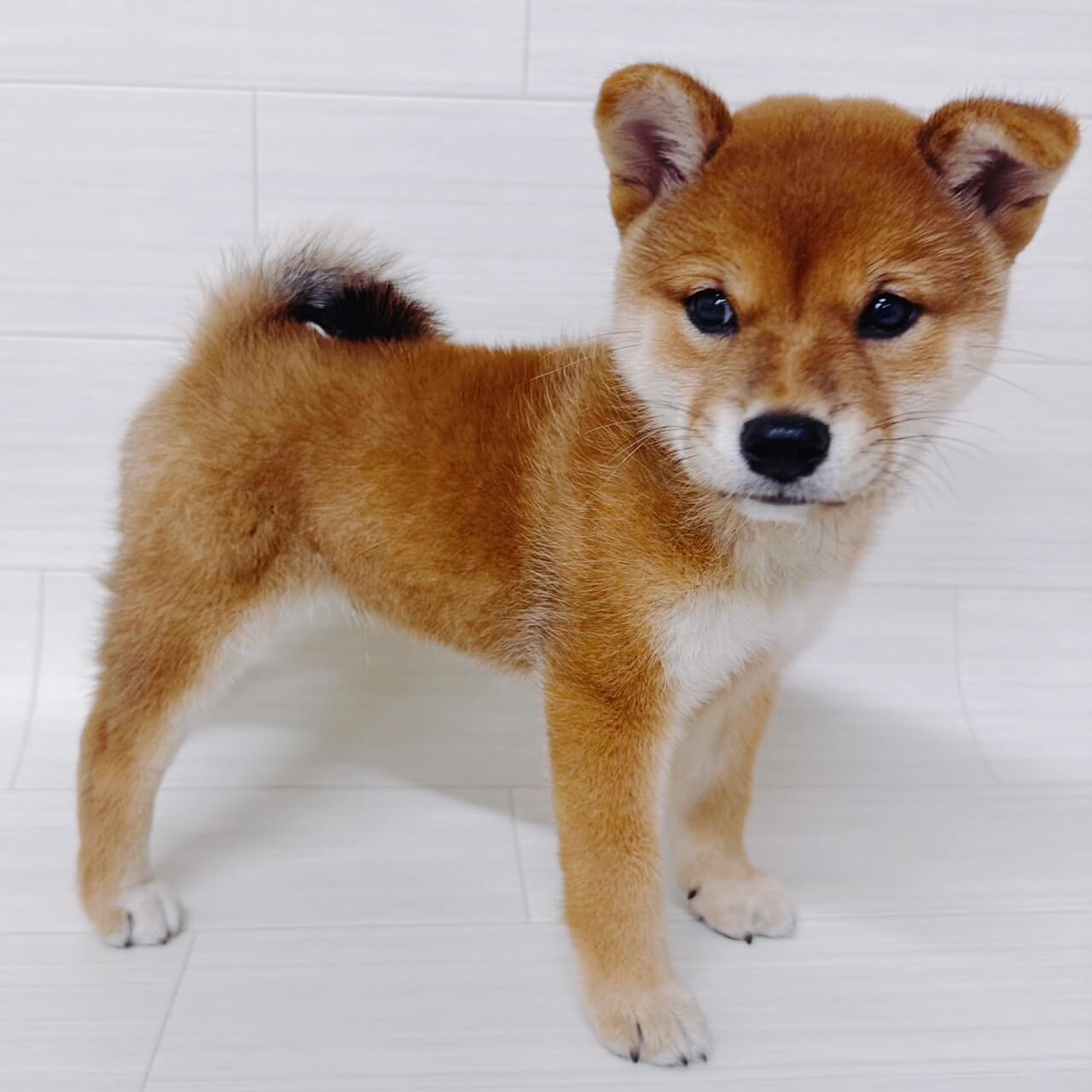 柴犬