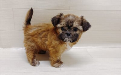 ハーフ犬（チワワ×シーズー）