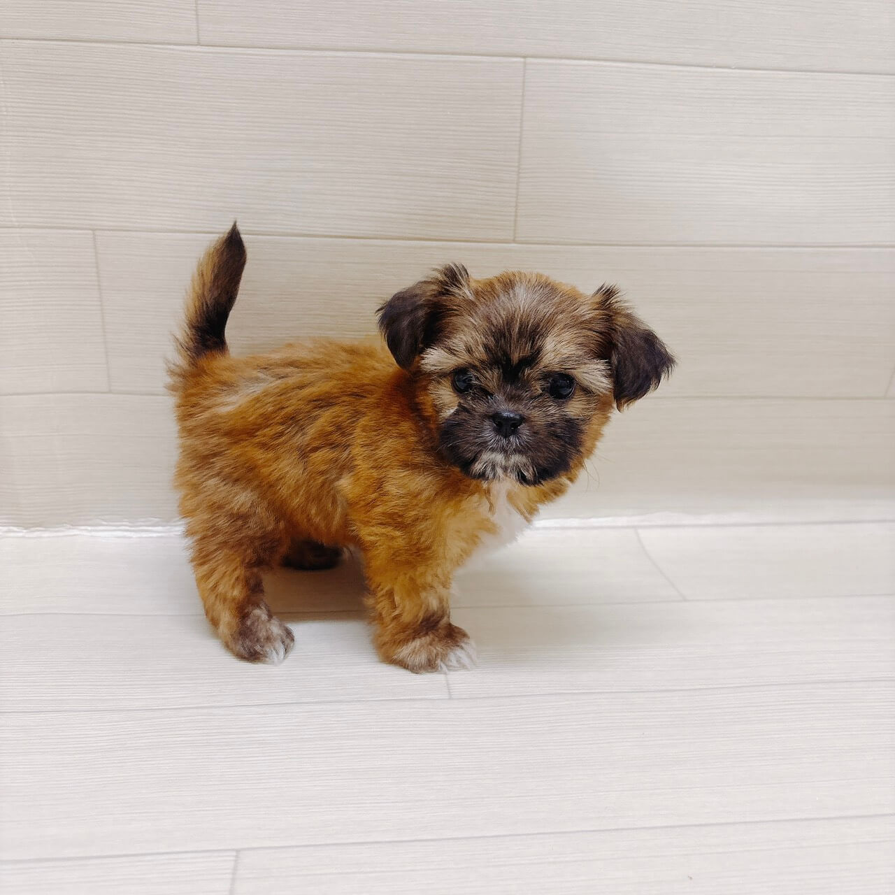 ハーフ犬（チワワ×シーズー）