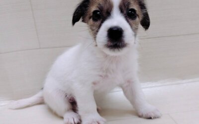 ハーフ犬（ミニチュアシュナウザー×ジャック）