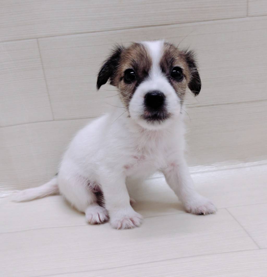 ハーフ犬（ミニチュアシュナウザー×ジャック）