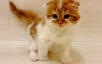 スコティッシュフォールド