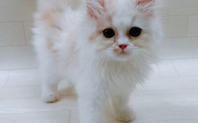 サイベリアン