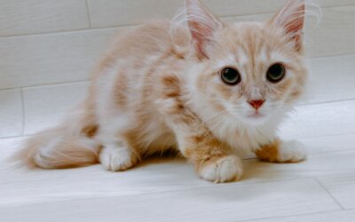 ノルウェージャンフォレストキャット