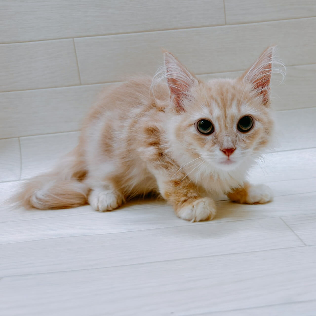 ノルウェージャンフォレストキャット