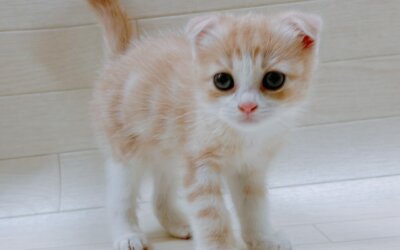 スコティッシュフォールド