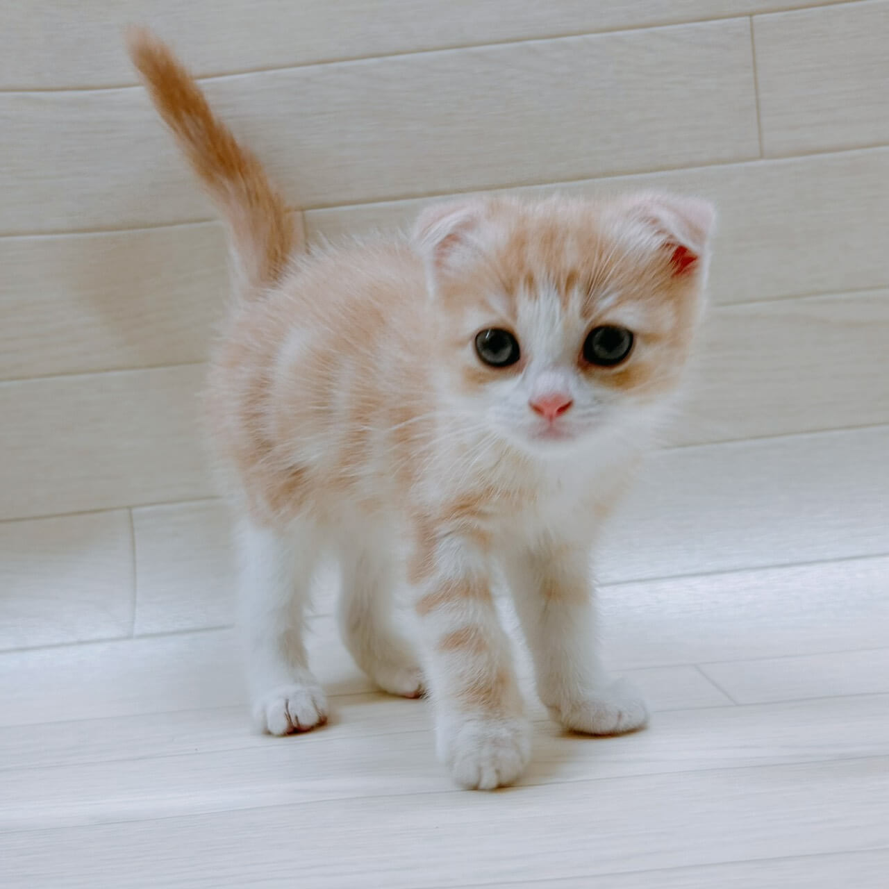 スコティッシュフォールド