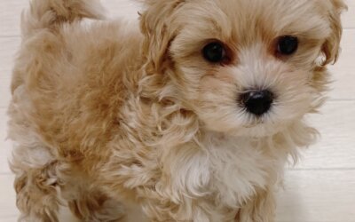ハーフ犬（マルチーズ×トイプードル）