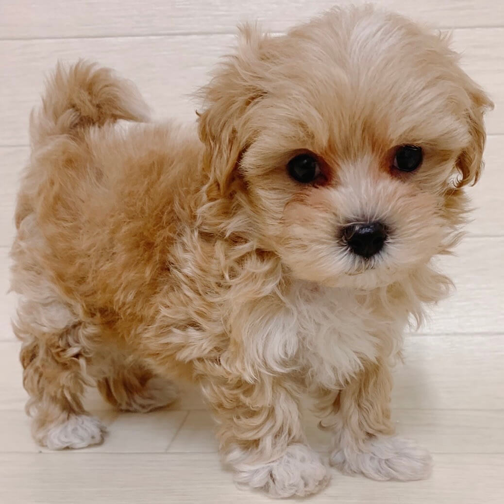 ハーフ犬（マルチーズ×トイプードル）