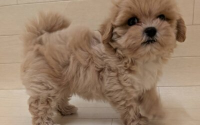 ハーフ犬（トイプードル×マルチーズ）
