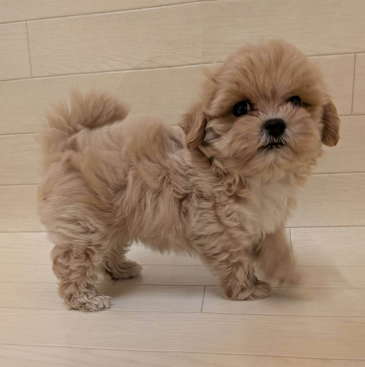 ハーフ犬（トイプードル×マルチーズ）