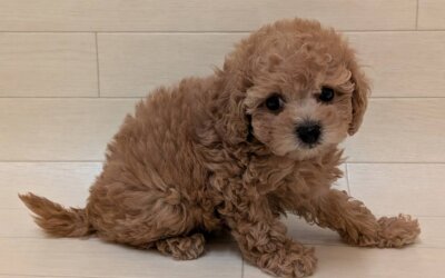 ハーフ犬（ペキニーズ×トイプードル）