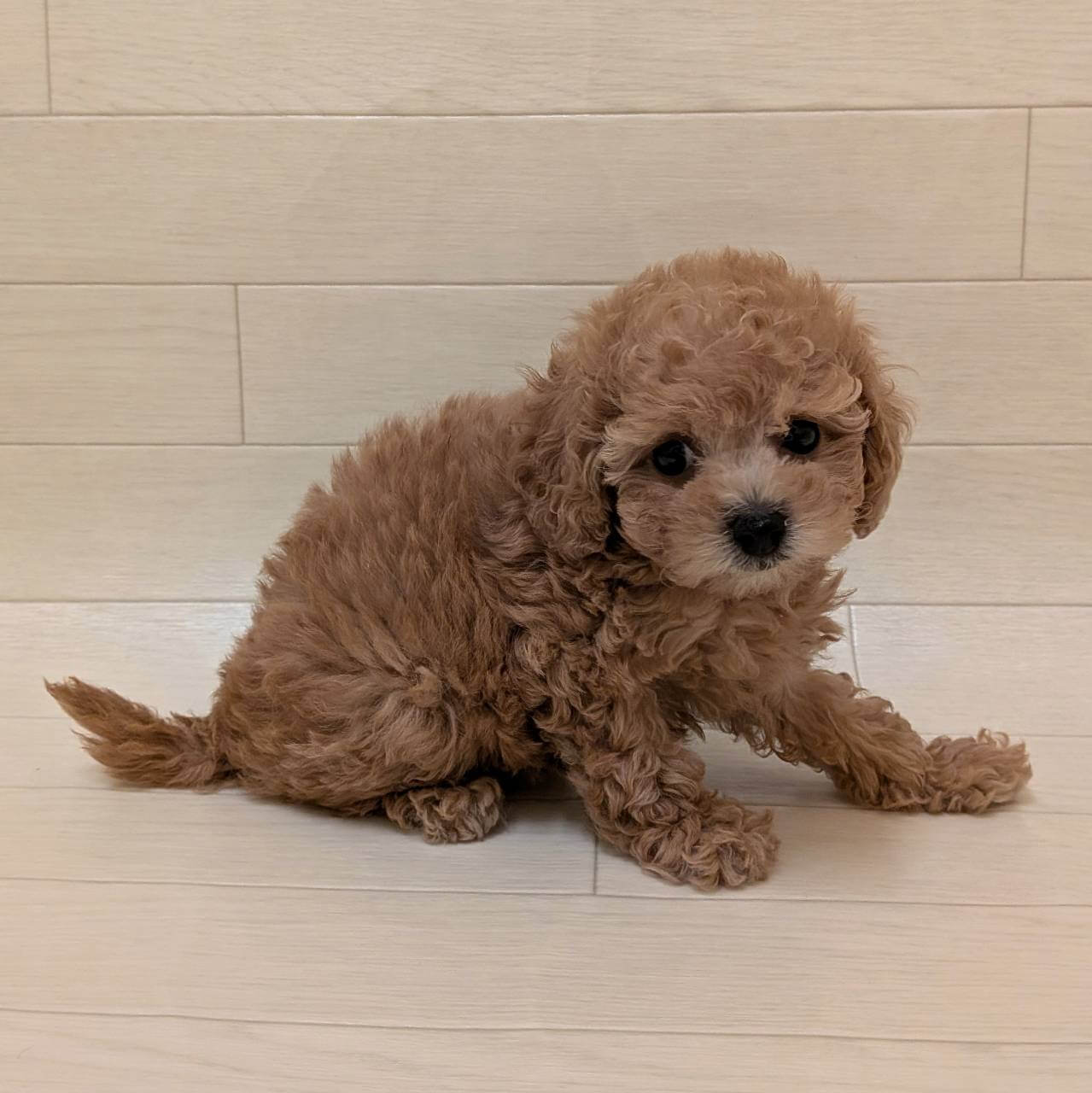 ハーフ犬（ペキニーズ×トイプードル）