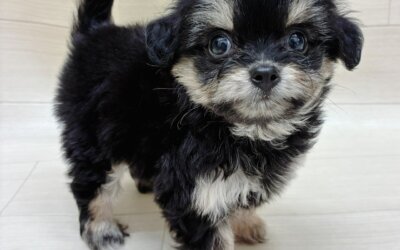 ハーフ犬（チワワ×トイプードル）