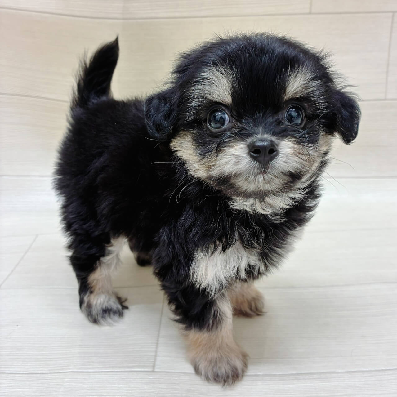 ハーフ犬（チワワ×トイプードル）