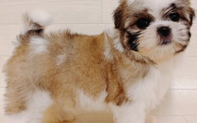 ハーフ犬（マルチーズ×シーズー）